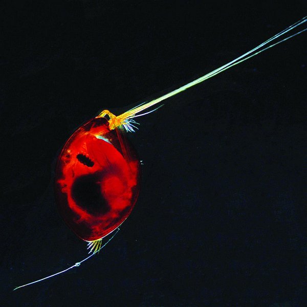 Photograph by Bigelow Laboratory for Ocean Sciences