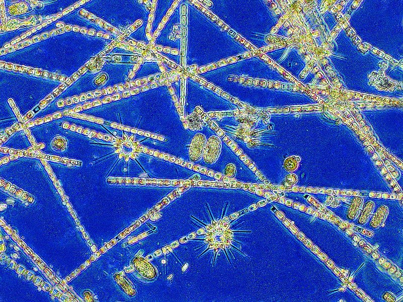 Photograph by Bigelow Laboratory for Ocean Sciences