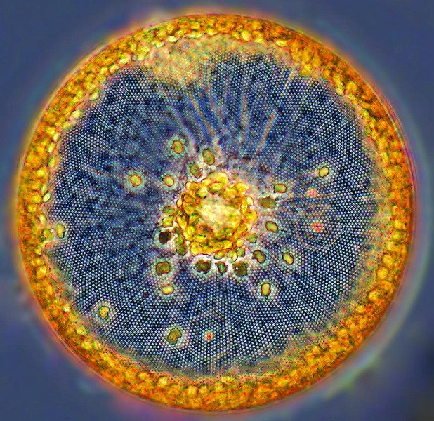 Photograph by Bigelow Laboratory for Ocean Sciences