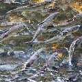 Local Chefs Fish for Creative Alewife Recipes