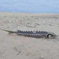 Giants Jumping: Maine Sturgeon On the Rebound